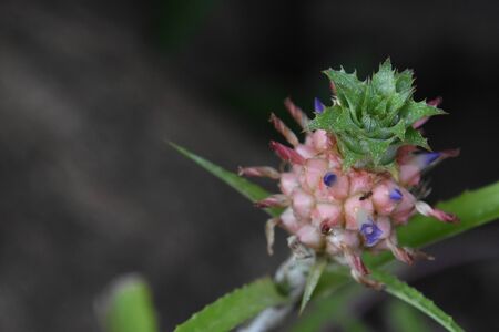 Small unriped pineapple.の写真素材