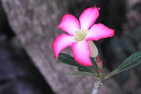 Beautiful flower in the gardenの写真素材