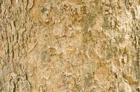 Wooden texture の写真素材