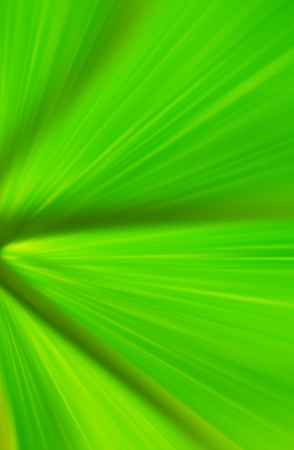 abstract green leaf background.の写真素材
