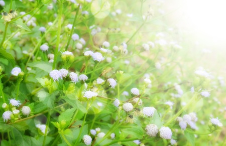 Spring flowers background 