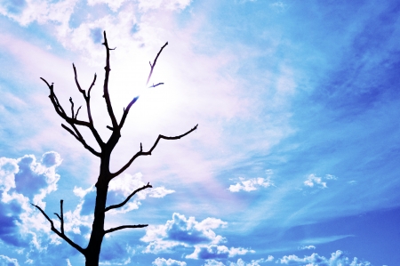 blue sky with dead tree and sun.の写真素材