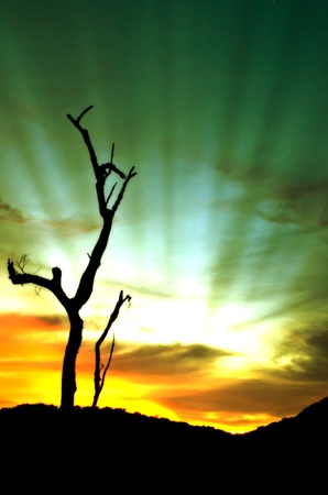 silhouette of a lone tree with mountain background の写真素材