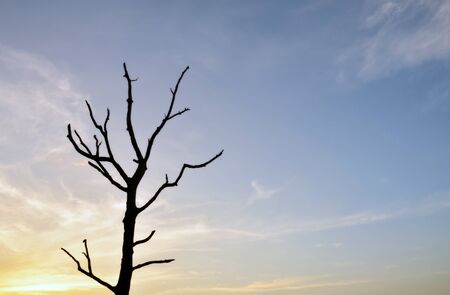 alone tree with sunset background