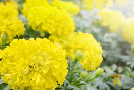  Marigold flower with sunlight in morning timeの写真素材