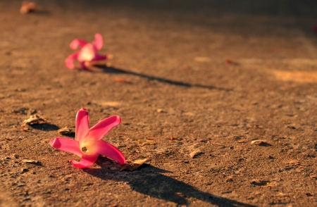 Pink flower on the concrete with sunset background.の写真素材
