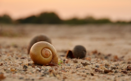 Snail shell on beach in the morning.の写真素材