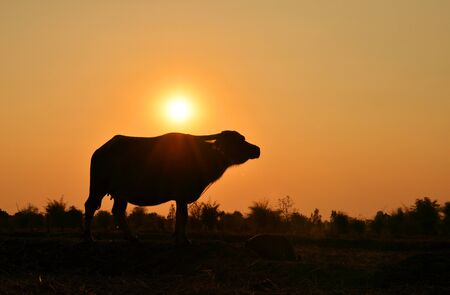 Buffalo silhouette with sunlight background.