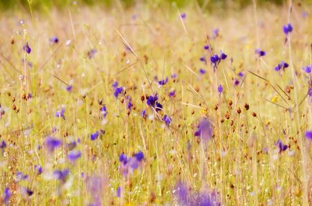 wild flower in summer timeの写真素材