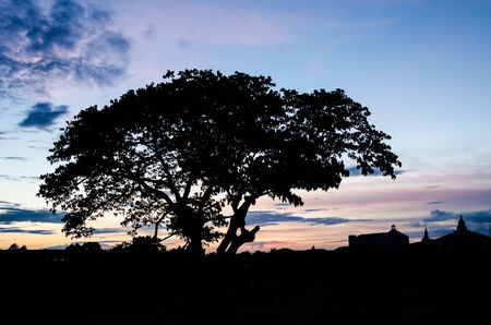 trees silhouette at sunsetの写真素材