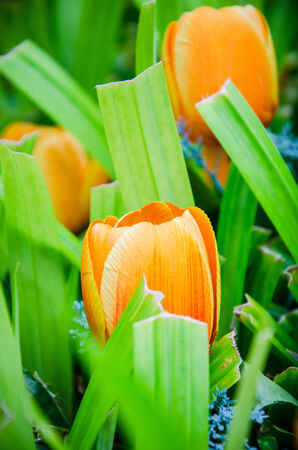 Tulips made ââfrom paper.の写真素材