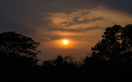 trees silhouette at sunset の写真素材