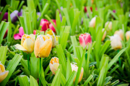 Garden tulips made ââfrom paper.の写真素材
