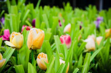 Garden tulips made ââfrom paper.の写真素材