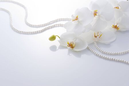 orchidの写真素材