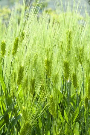 a background image of green barley fieldの写真素材