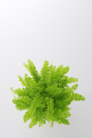 many green fern on white backgroundの写真素材