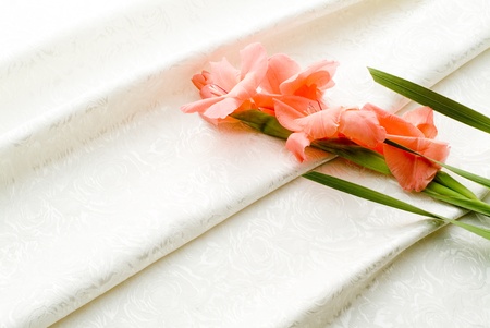 pink gladiolus and white ribbonの写真素材