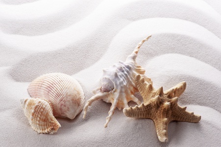 starfish and various shells on white wave sandの写真素材