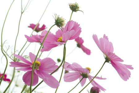 pink cosmos flower on white backgroundの写真素材