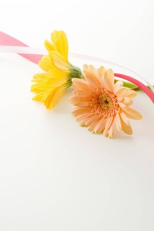 cute daisy and ribbon on white backgroundの写真素材
