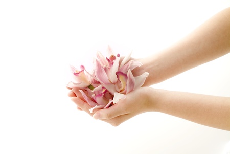 pink cymbidium petals in the woman's handsの写真素材