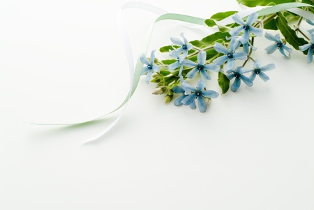 Blue star flowers on white backgroundの写真素材