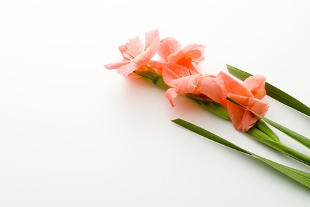 pink gladiolus on white backgroundの写真素材