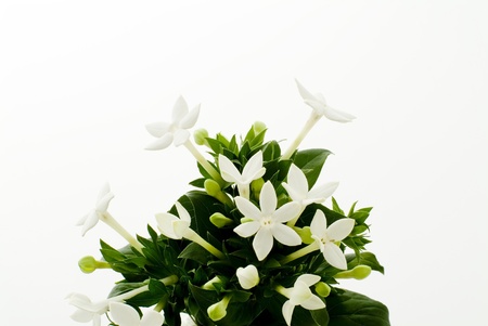 white pretty flower on white backgroundの写真素材