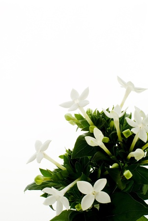 white pretty flower on white backgroundの写真素材