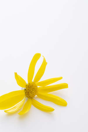Yellow daisy flower isolated on white backgroundの写真素材
