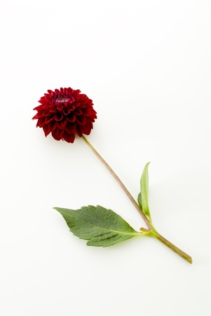 red dahlia flower on white backgroundの写真素材
