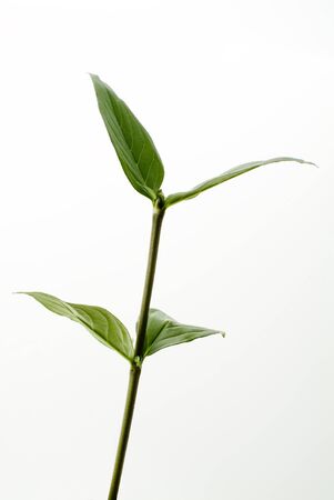 young leaf on white backgroundの写真素材