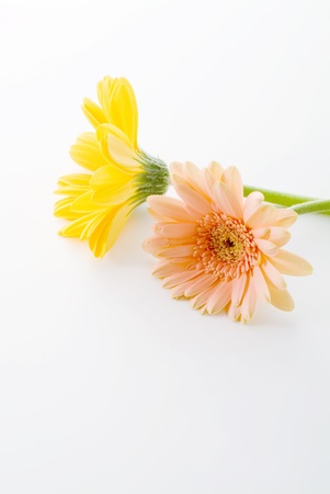colorful daisy on white backgroundの写真素材