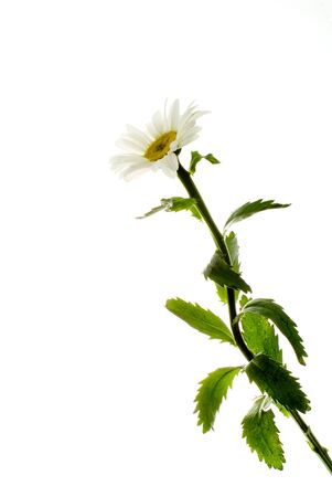 White chrysanthemum flower isolated white backgroundの写真素材