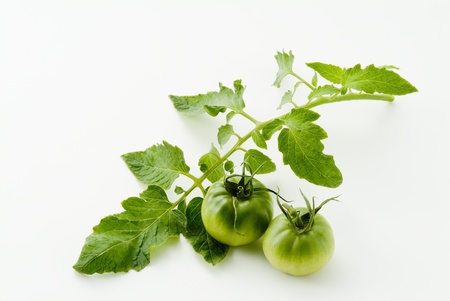 Green  tomato and leaves on white backgroundの写真素材