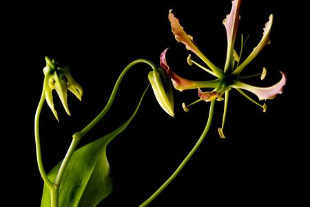 Gloriosa, flower on black backgroundの写真素材