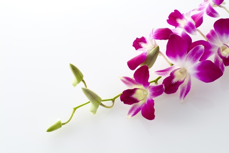 Beautiful orchid on white backgroundの写真素材