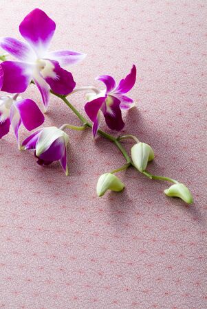 beautiful orchid on japanese wrapping clothの写真素材