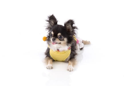 Chihuahua is lying isolated on white backgroundの写真素材