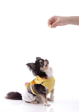 Chihuahua is waiting for feed from keeperの写真素材