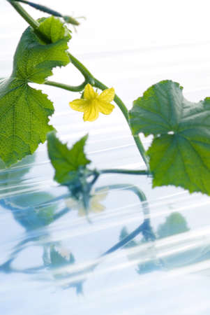 Leaves of cucumber on the waterの写真素材