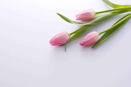 Pretty pink tulips on white backgroundの写真素材