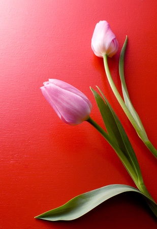 Two pretty tulips are on red background.の写真素材