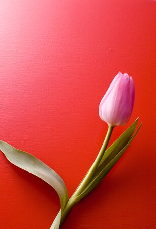 One pretty pink tulip is on red background.の写真素材