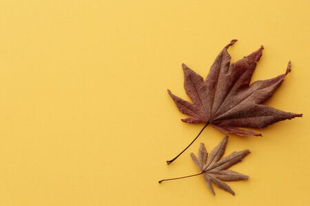 Japanese red maple leaves for autumn imageの写真素材