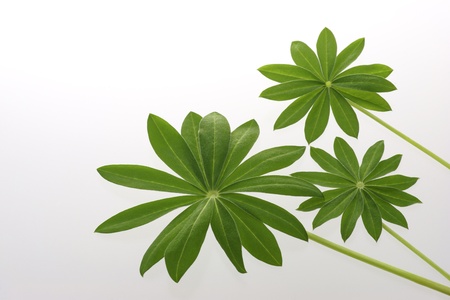 Lupine leaves are growing brightly.の写真素材