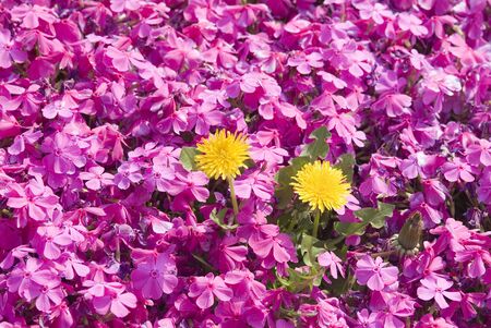 Yellow dandelions in small pink flowers backgroundの写真素材