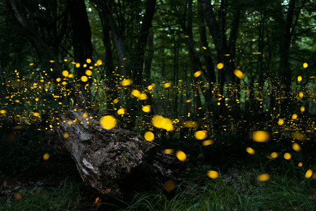 Fireflies/ Night in the forest with firefliesの写真素材