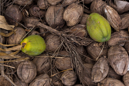 Fresh Coconut amoung dry backgroundの写真素材